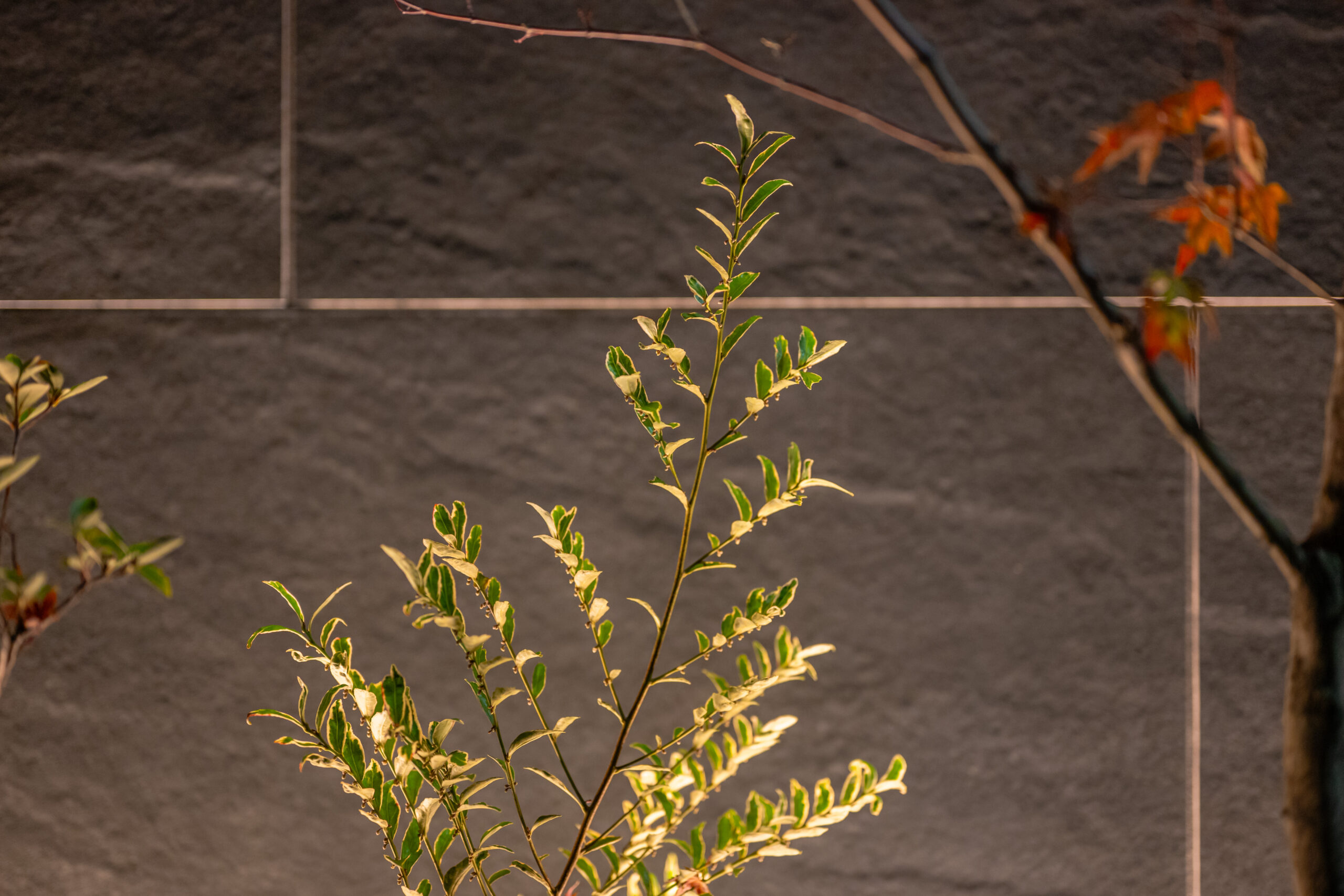 兵庫県　植栽のシルエットとタイルテラスが暮らしを彩る、オープンエクステリア