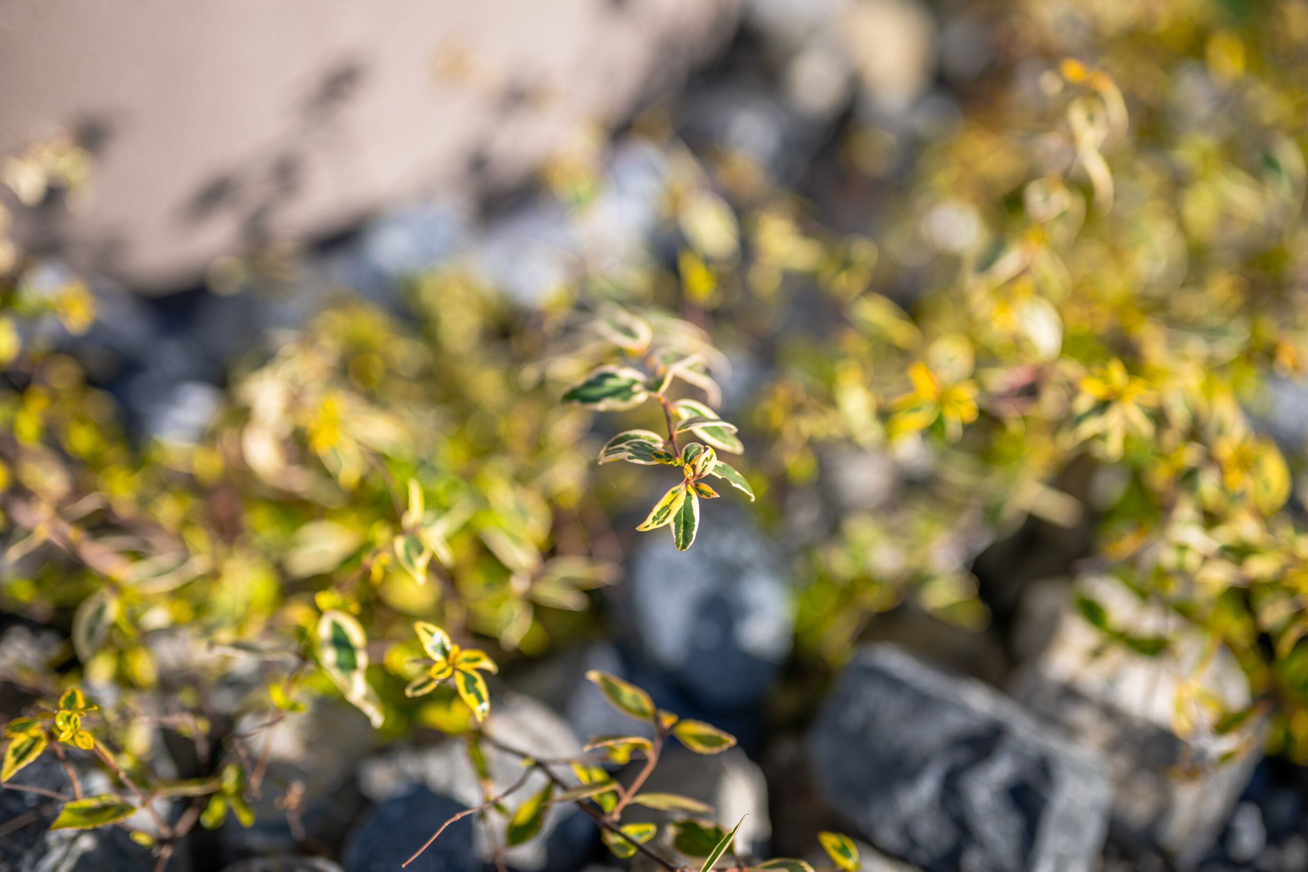 兵庫県　上質な素材と光が織りなす、クールモダンエクステリア