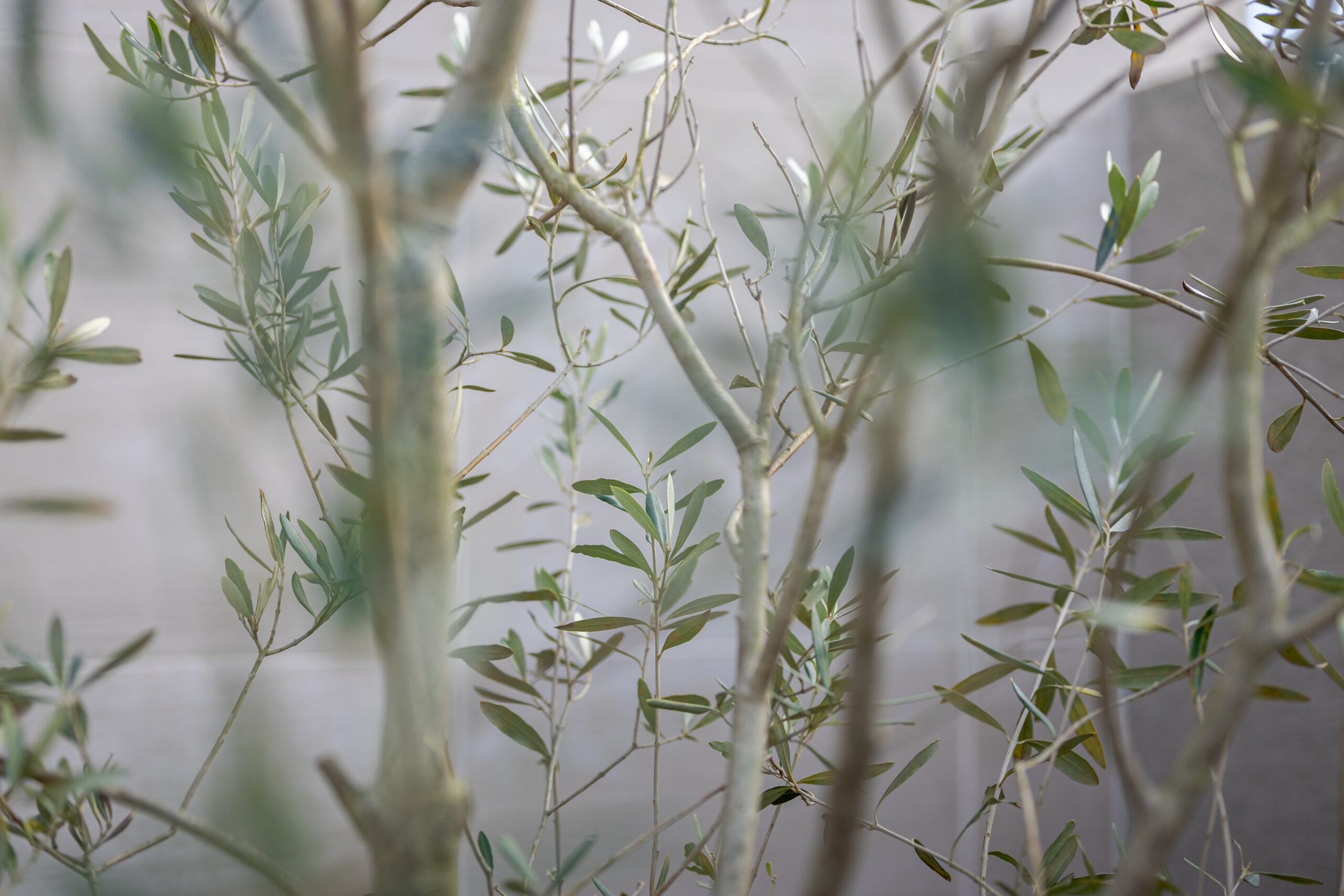 兵庫県　光をまとう、邸宅のエクステリアデザイン。—静かに品格が宿る外構美—