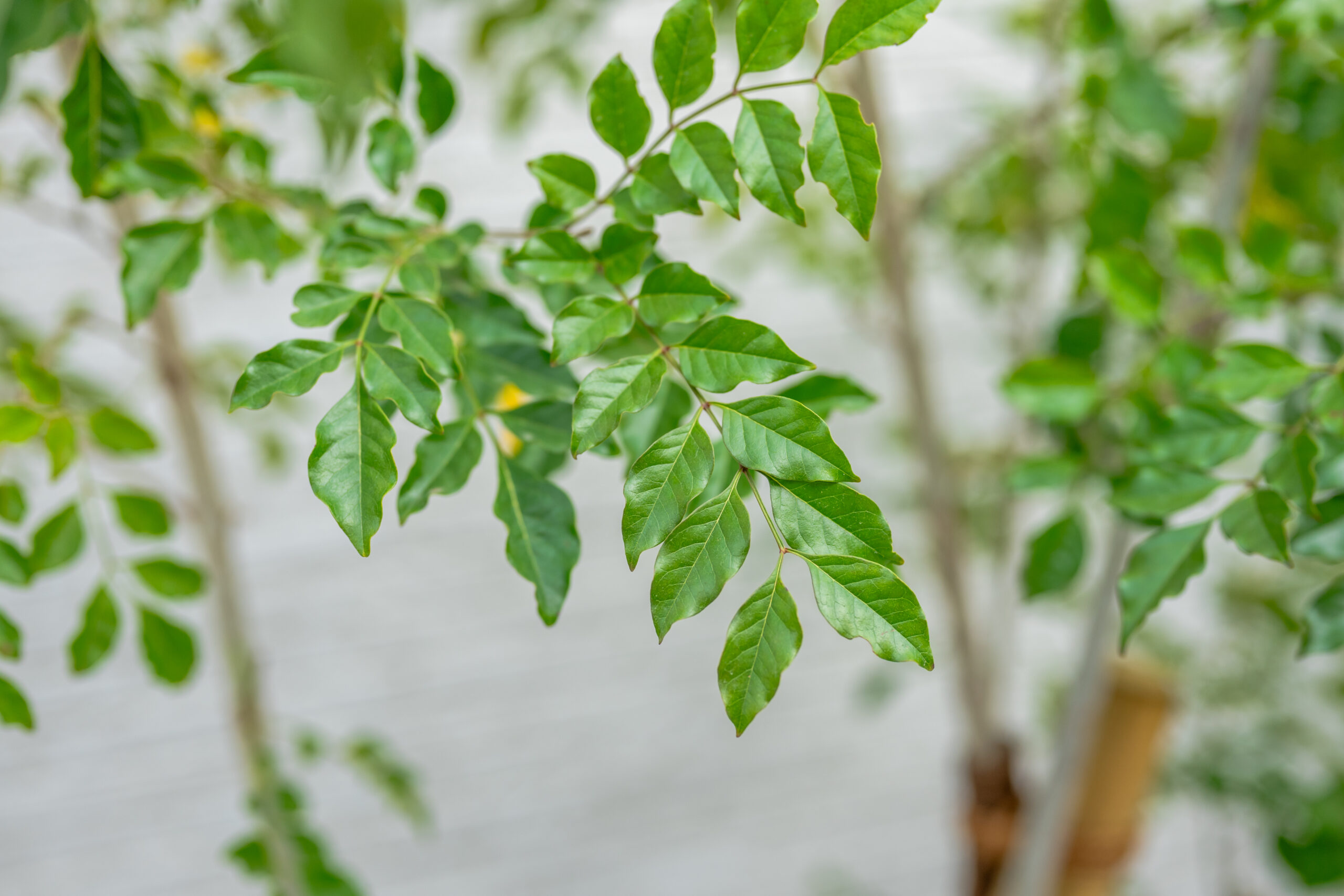 大阪府　光と素材が織りなす、ミニマルラグジュアリーな邸宅