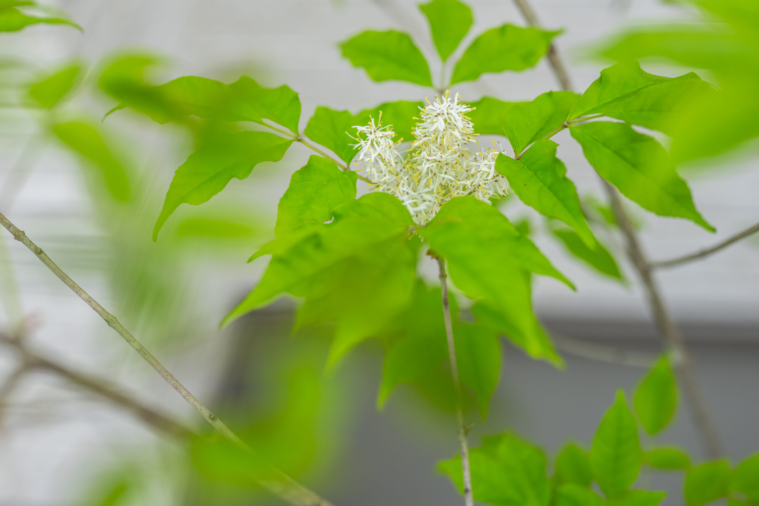 大阪府　光と素材が織りなす、ミニマルラグジュアリーな邸宅