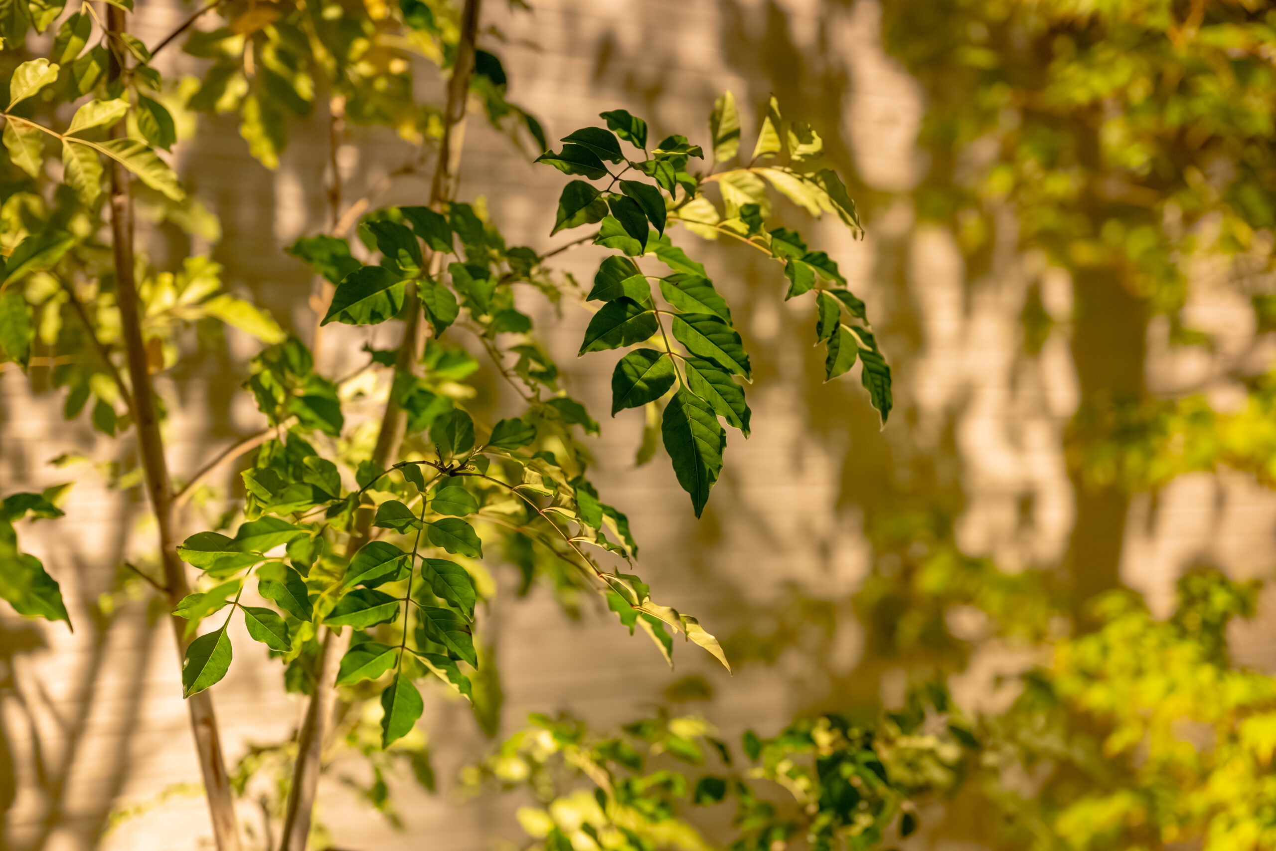 大阪府　光と素材が織りなす、ミニマルラグジュアリーな邸宅